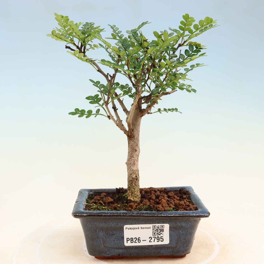 Zimmer Bonsai - Zantoxylum piperitum - Pfefferbaum
