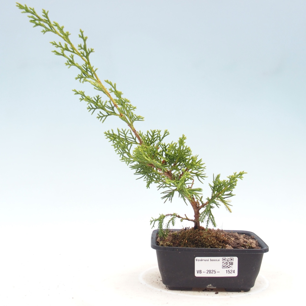 Outdoor bonsai - Juniperus chinensis Itoigawa - Chinese juniper