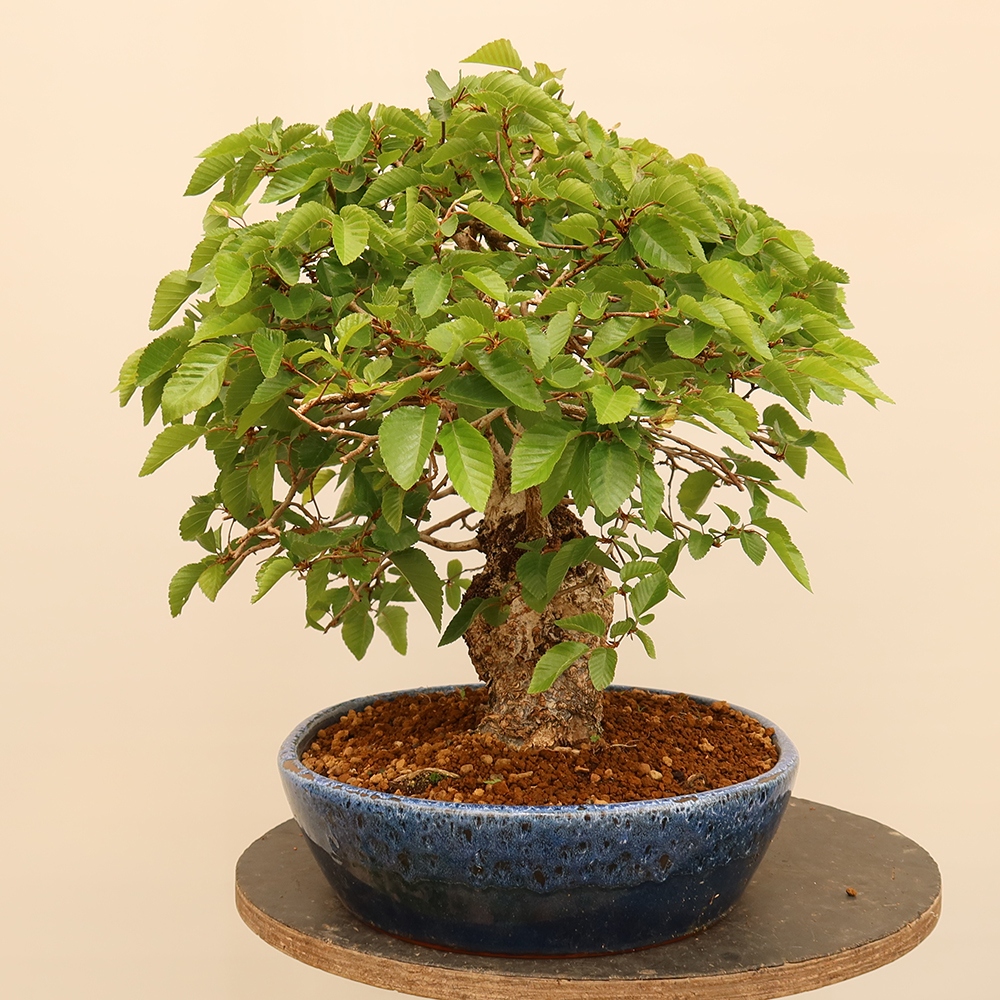 Bonsai im Freien - Carpinus Coreana - Koreanische Hainbuche