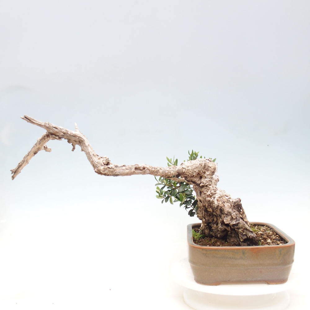 Indoor-Bonsai - Olea europaea sylvestris - Europäisches kleinblättriges Olivenöl