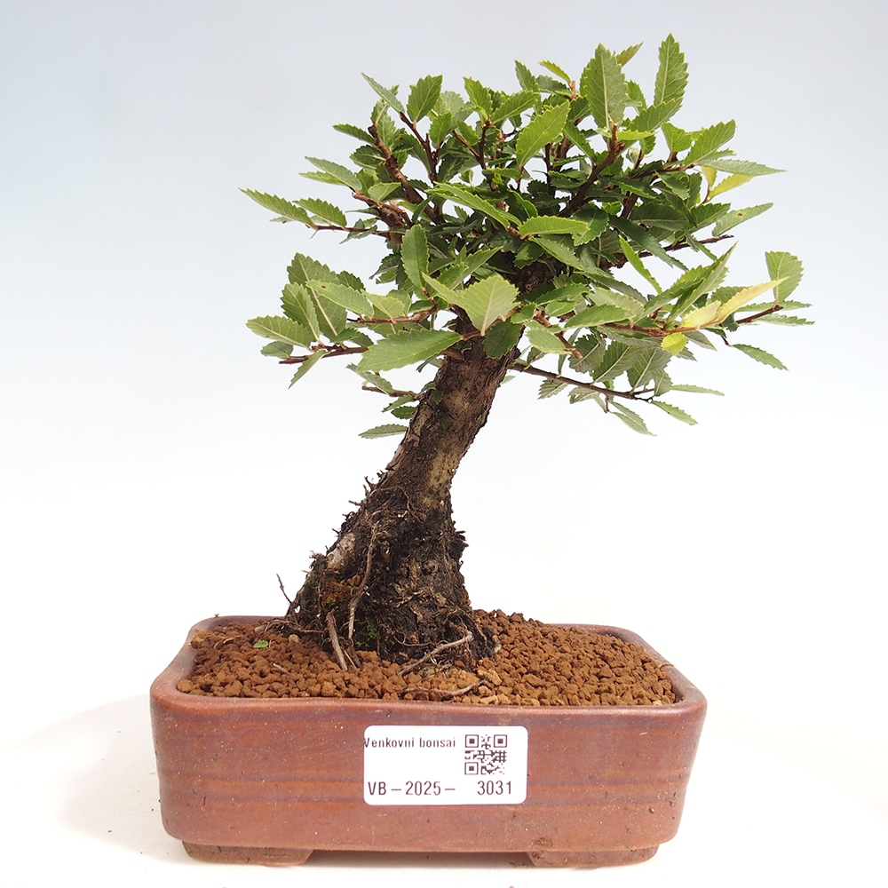 Bonsai im Freien - Zelkova - Zelkova NIRE