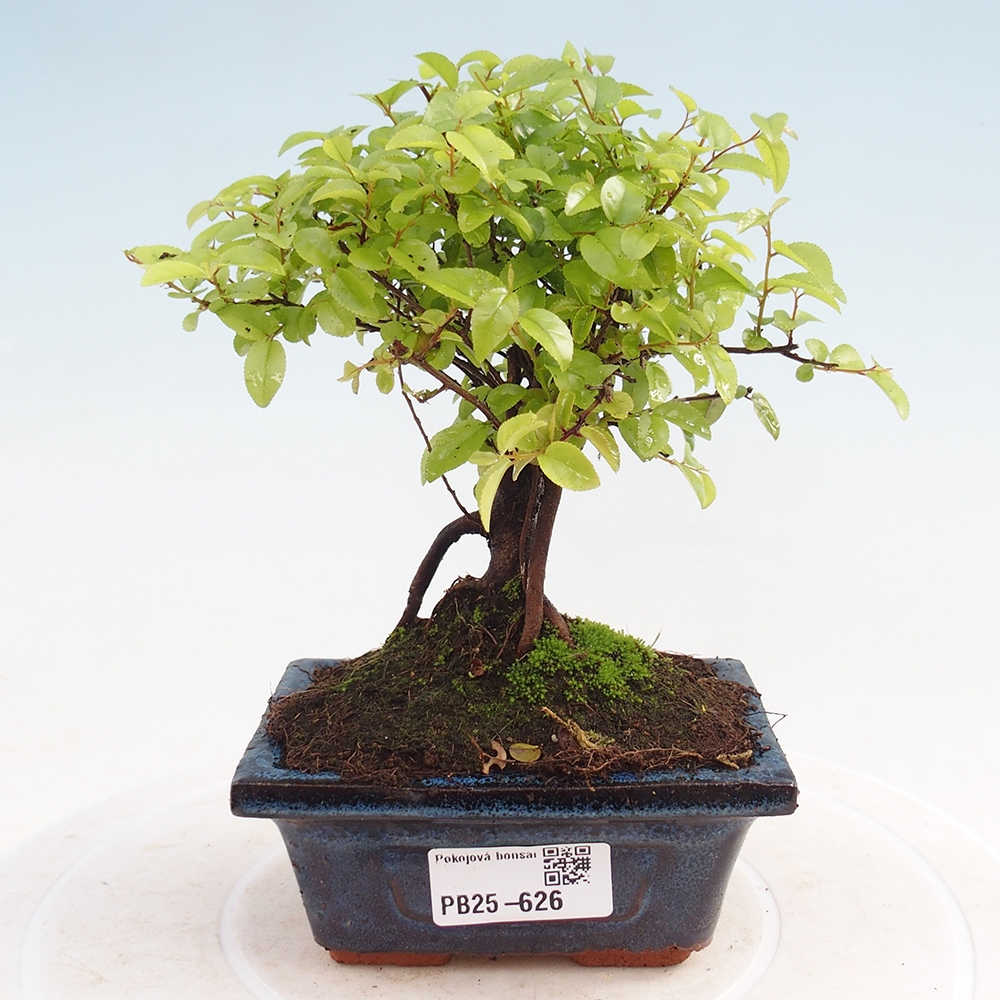 Innenbonsai - Sagerécie Thea - Sagerécie Thea
