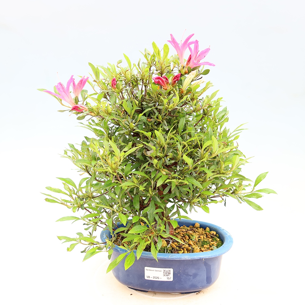 Bonsai für draußen - Japanische Azalee - Azalea Ryusen