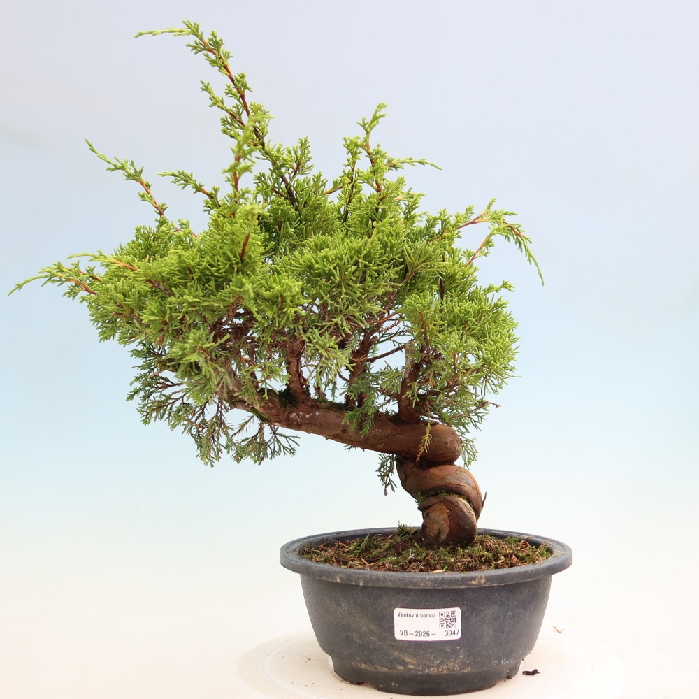 Bonsai für draußen - Juniperus chinensis Itoigawa-Juniperus chinensis