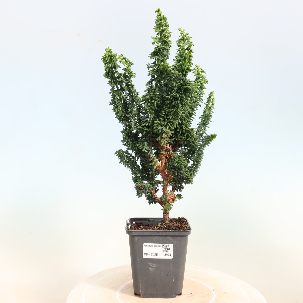 Bonsai für draußen - Cham. obtusa SEKKA HINOKI - Zypresse