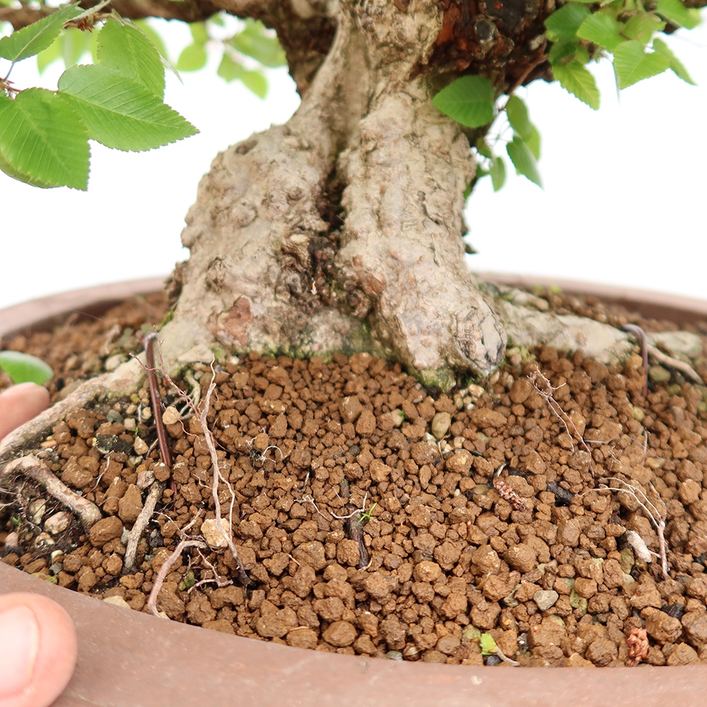 Bonsai im Freien - Carpinus Coreana - Koreanische Hainbuche