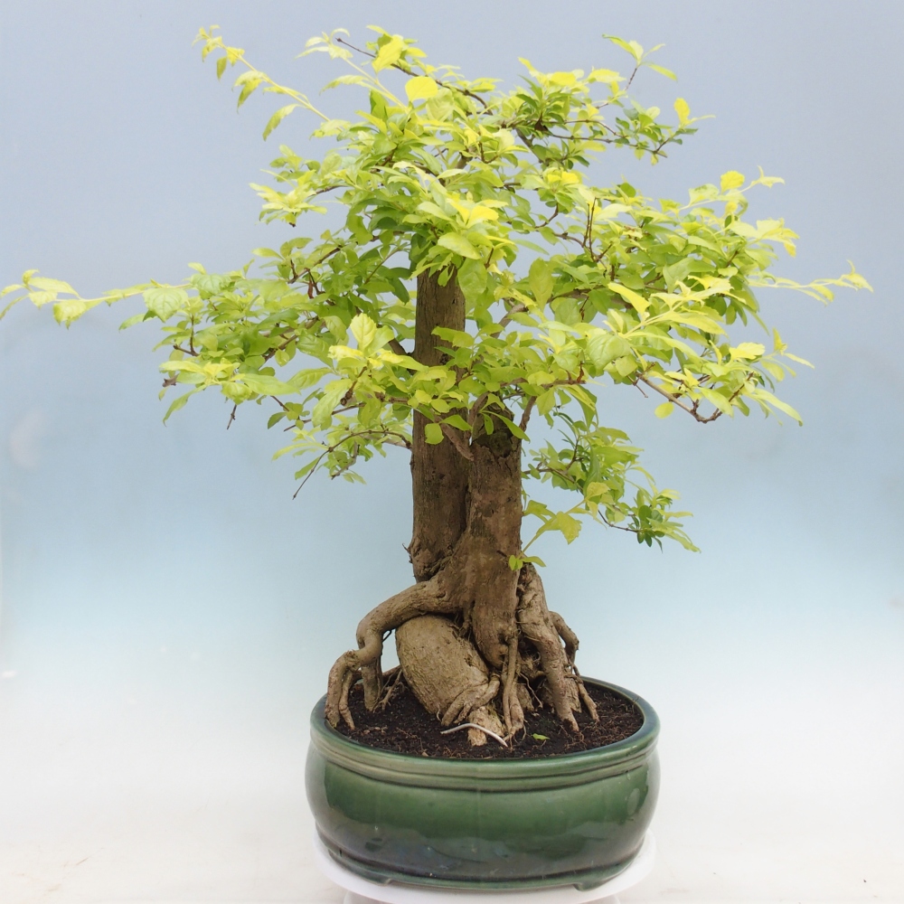 Zimmerbonsai - Duranta erecta Aurea - NUR PERSÖNLICHE ABHOLUNG oder Palettentransport