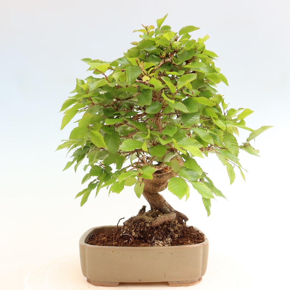 Bonsai für draußen - Karpinus Coreana - Koreanische Hainbuche