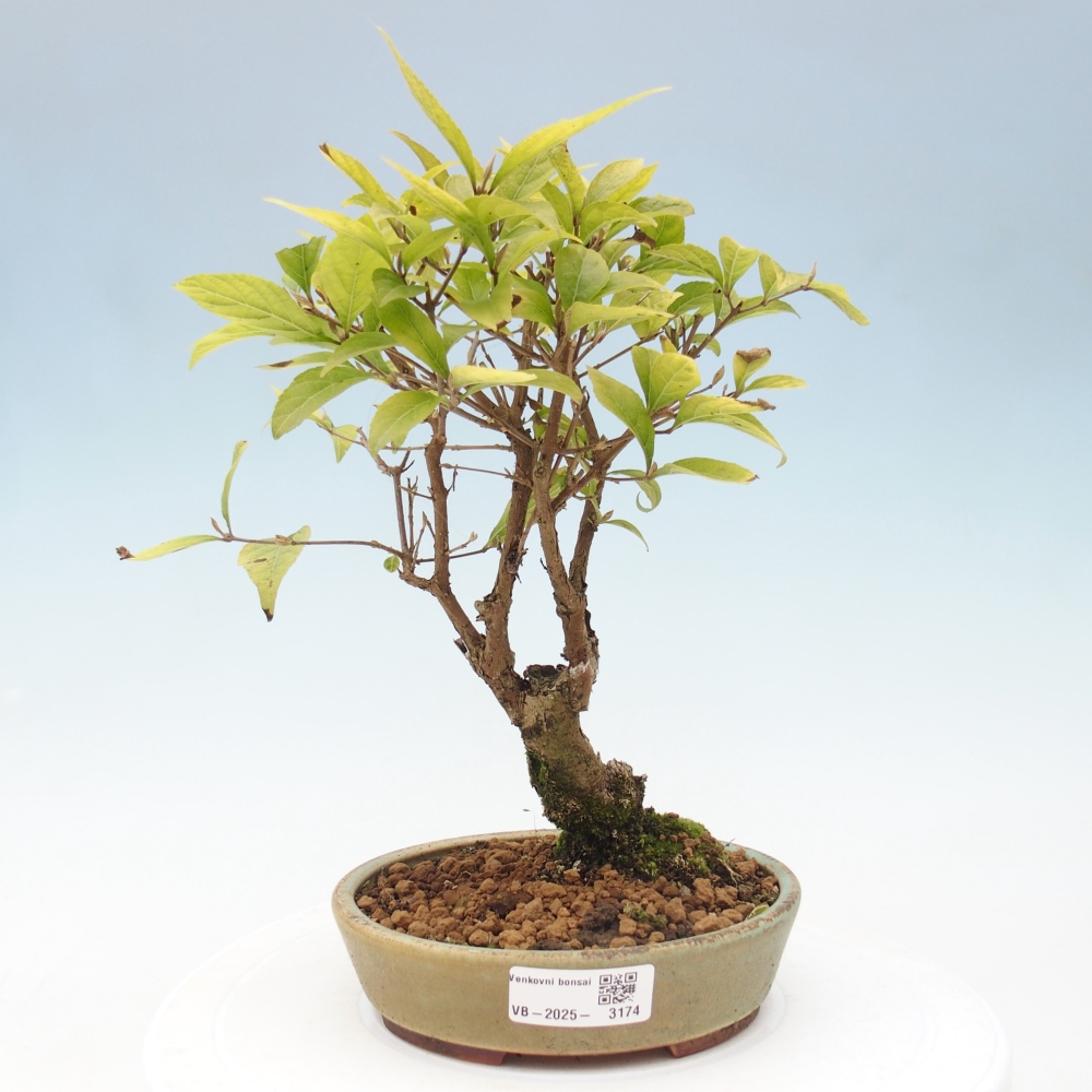 Bonsai im Freien - wunderschöne Pflanze - Callicarpa japonica