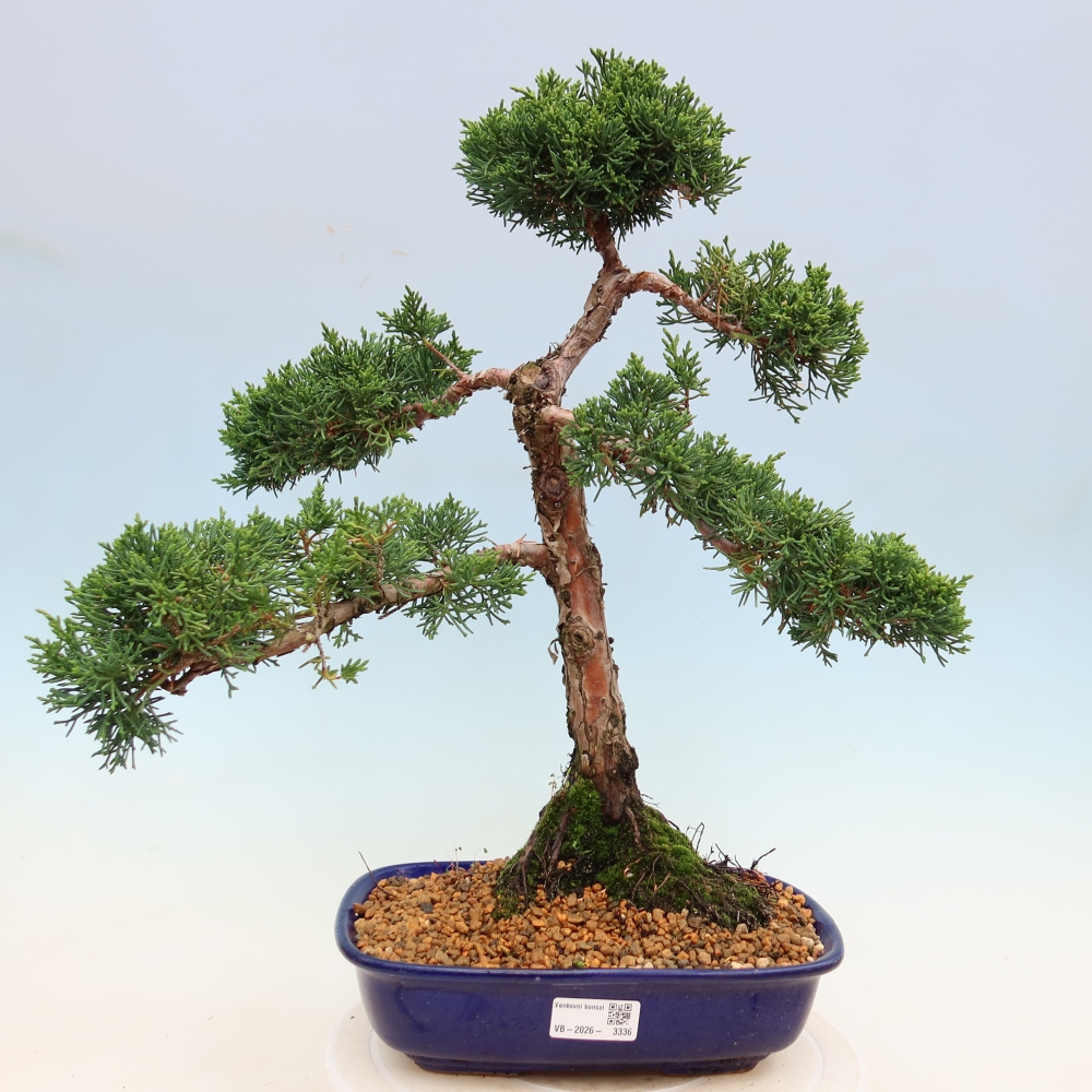 Bonsai für draußen - Juniperus chinensis Kishu