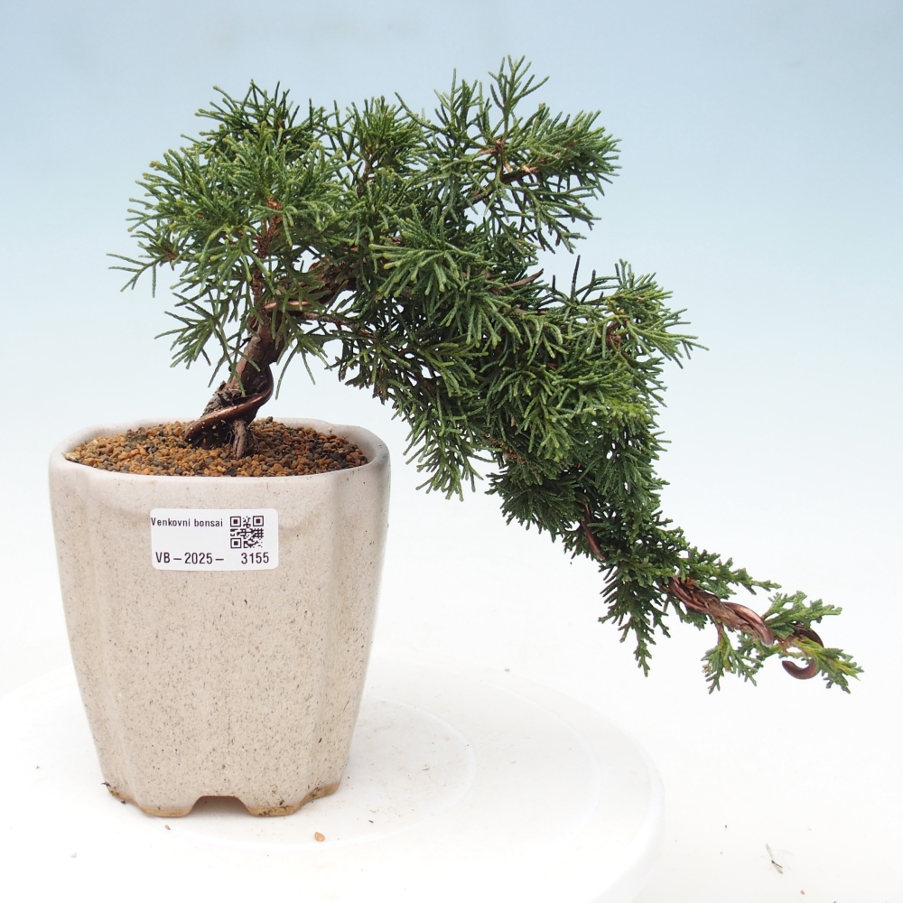 Bonsai im Freien - Juniperus chinensis Kishu - Chinesischer Wacholder