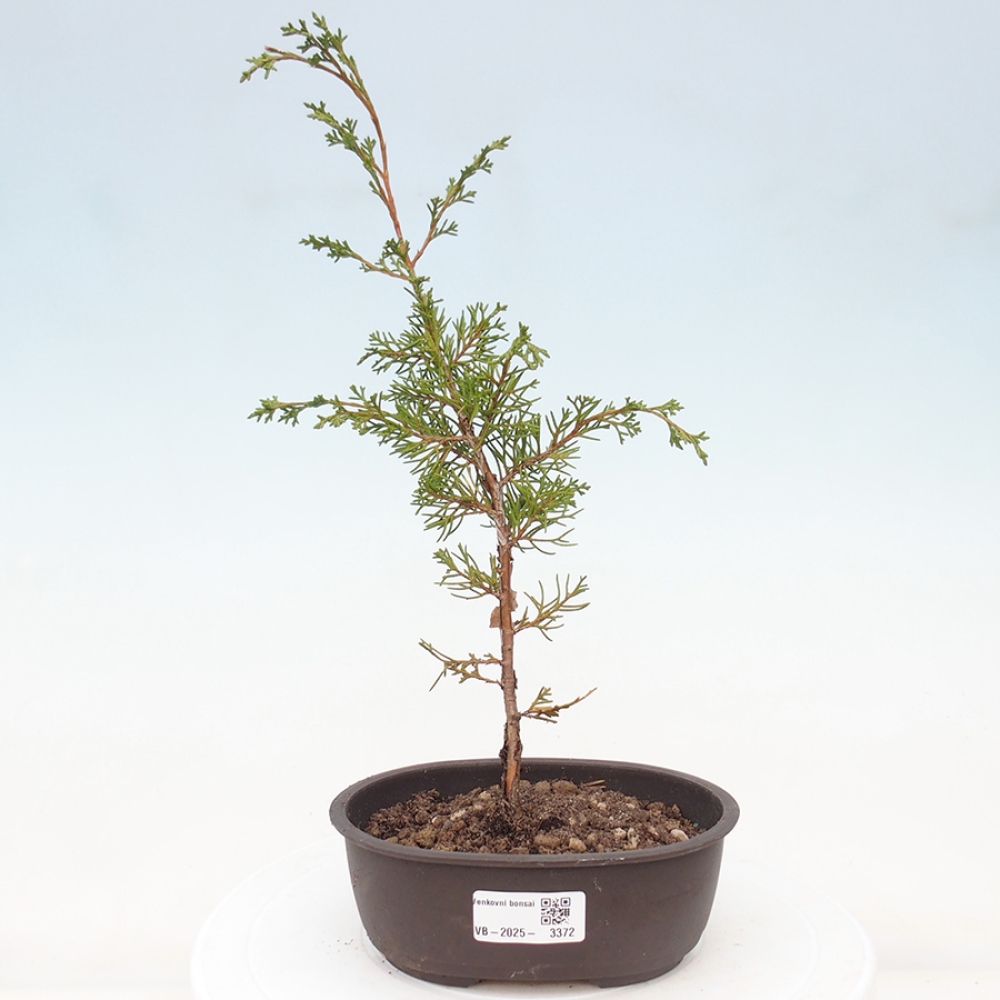 Outdoor bonsai - Juniperus chinensis Itoigawa - Chinese juniper