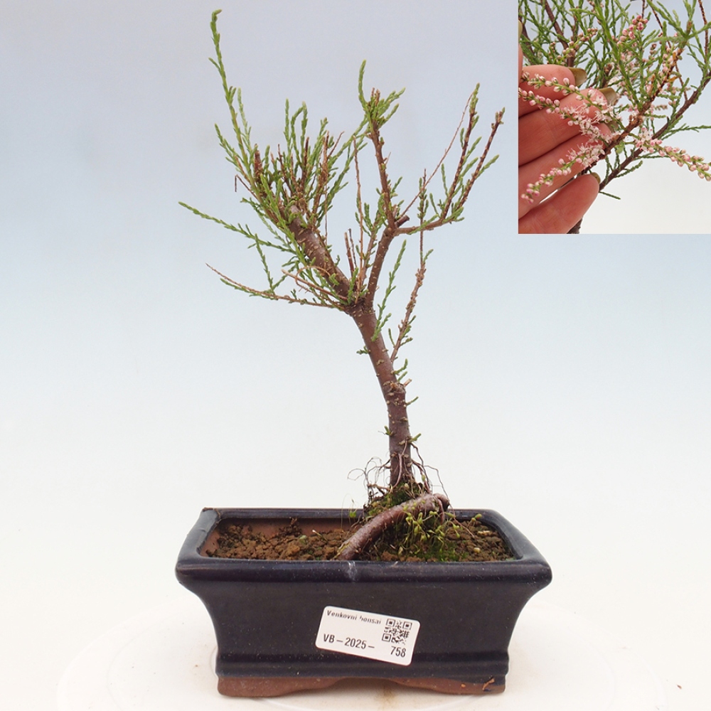 Bonsai im Freien - Tamarix - Tamarix
