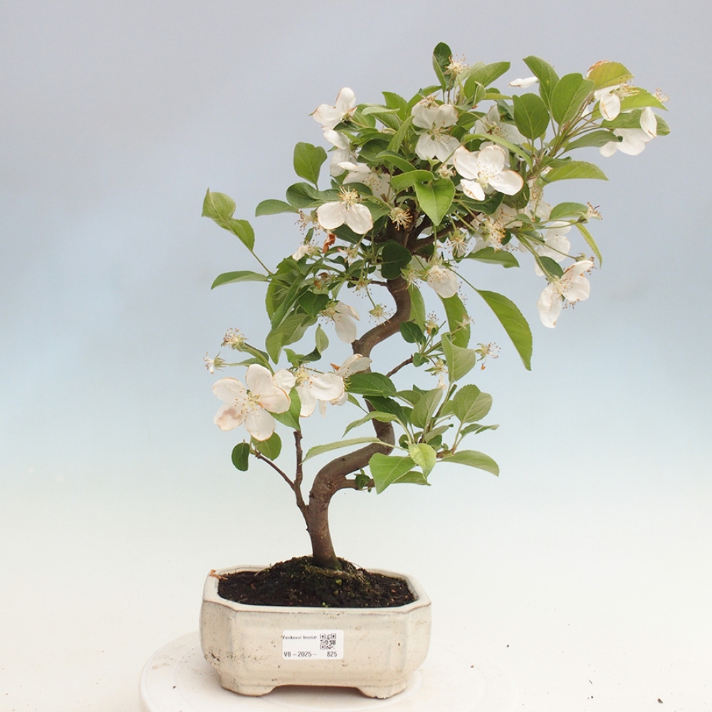 Bonsai im Freien - Malus halliana - Kleinfruchtiger Apfelbaum