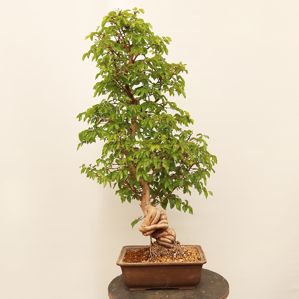 Bonsai im Freien - Carpinus Coreana - Koreanische Hainbuche