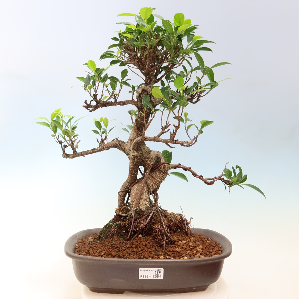 Zimmerbonsai - Ficus kimmen - Kleinblättriger Ficus