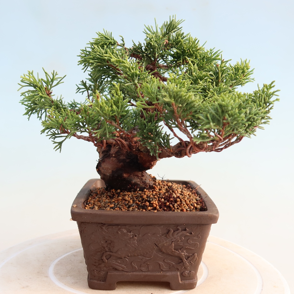 Outdoor bonsai - Juniperus chinensis Itoigawa - Chinese juniper