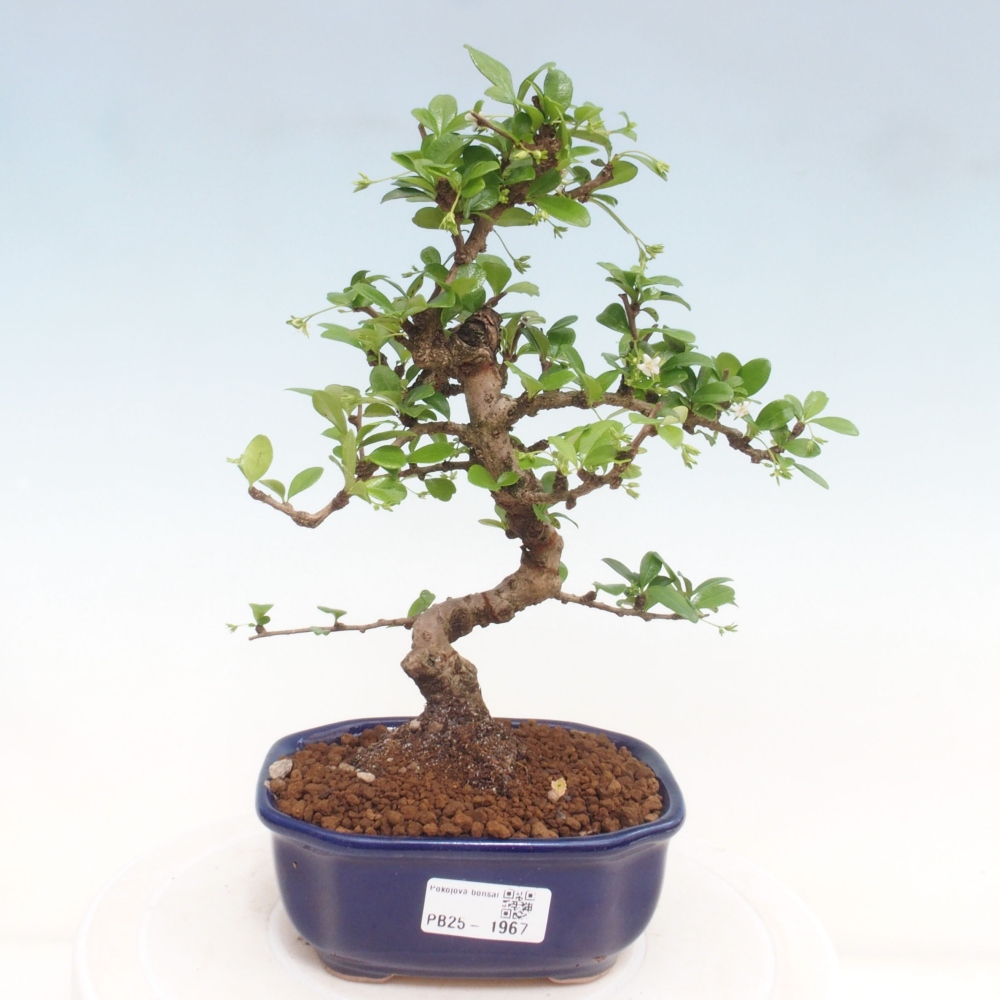 Zimmerbonsai - Carmona Macrophylla - Fuki-Tee