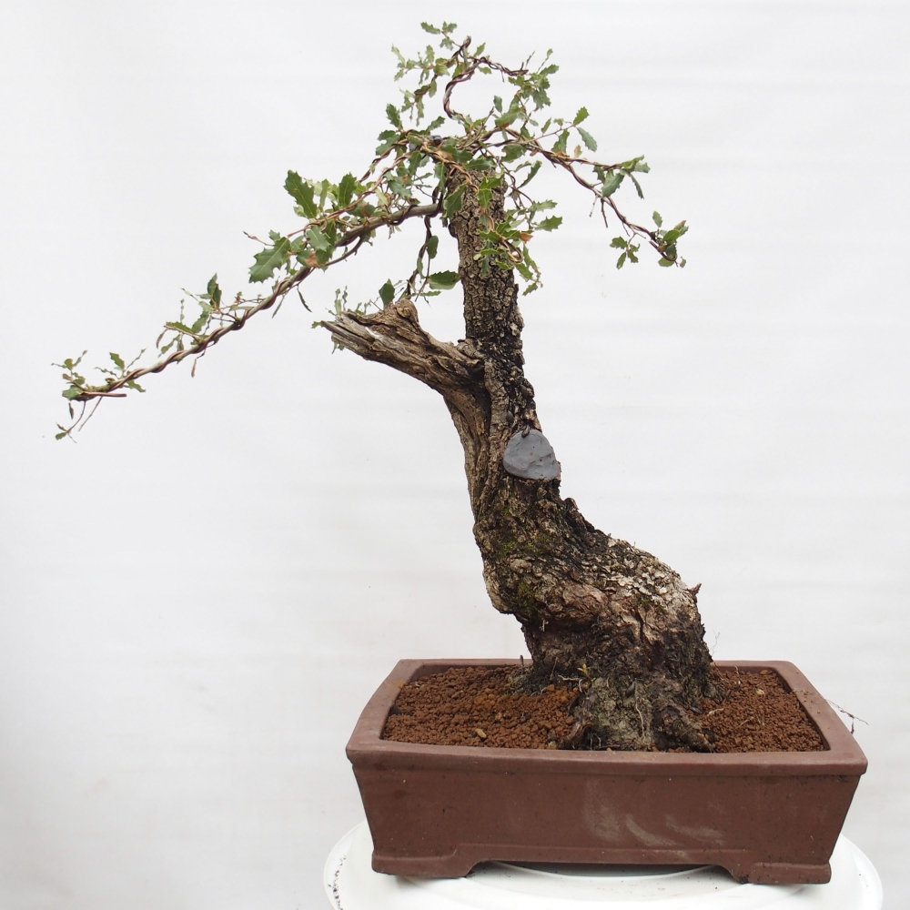 Yamadori - Quercus Ilex - Steineiche