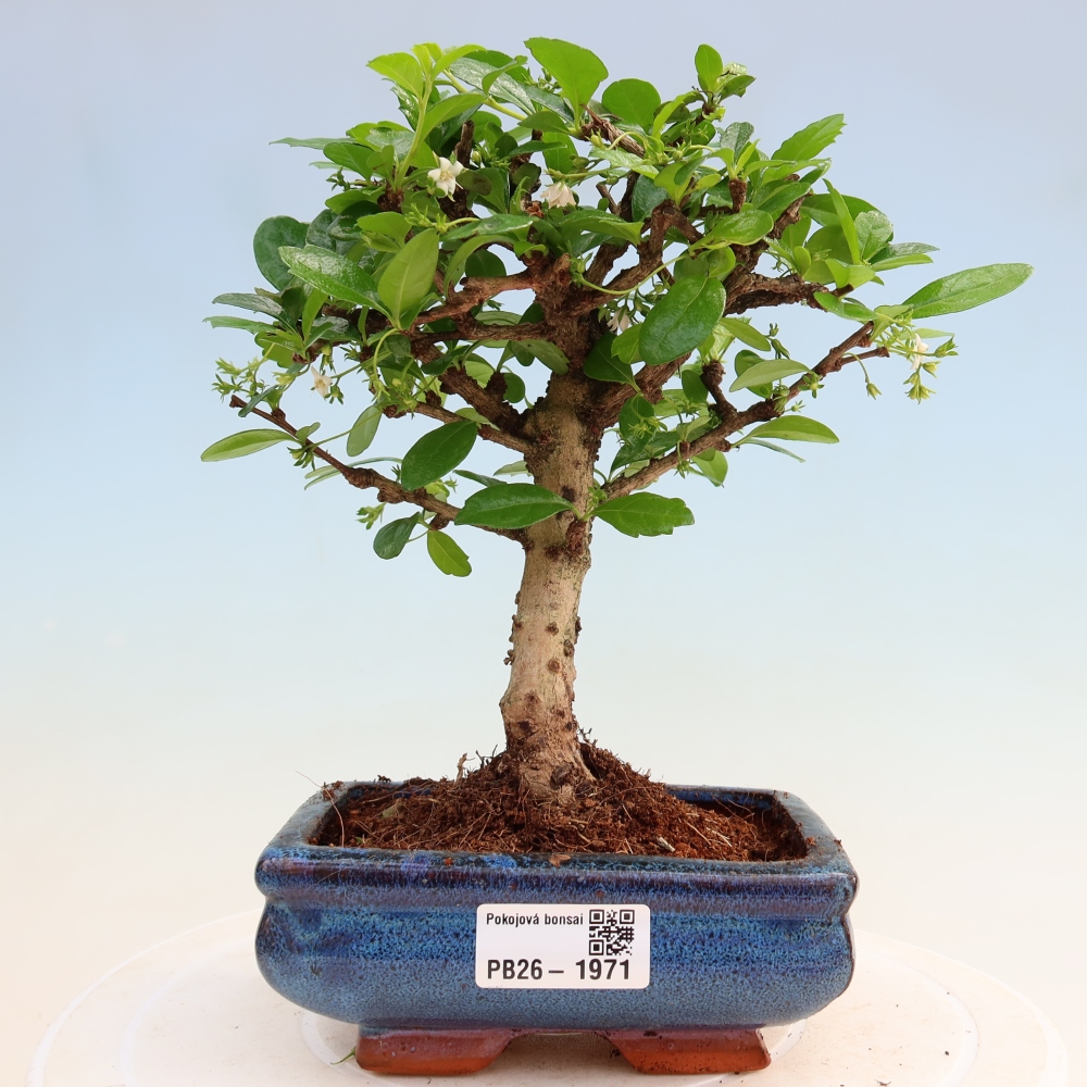 Zimmer-Bonsai - Carmona macrophylla - Tee-Fuki