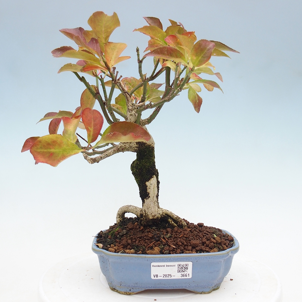 Bonsai für draußen - Europäische Ulme - euonimus