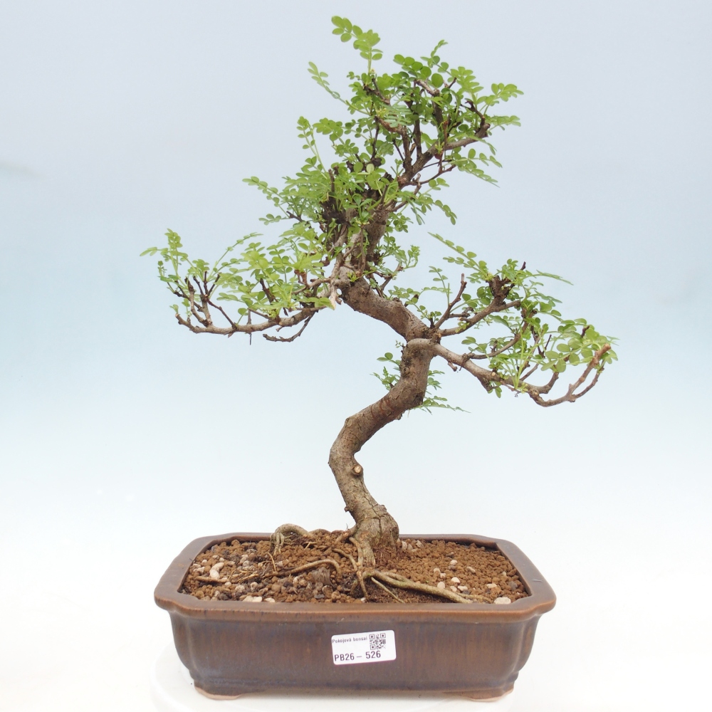 Zimmer Bonsai - Zantoxylum piperitum - Pfefferbaum
