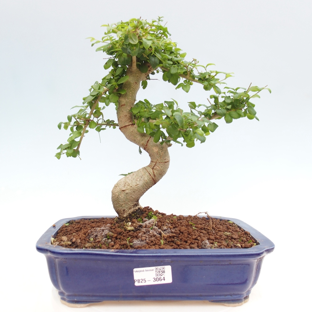 Zimmerbonsai - Ligustrum chinensis - Vogelperspektive