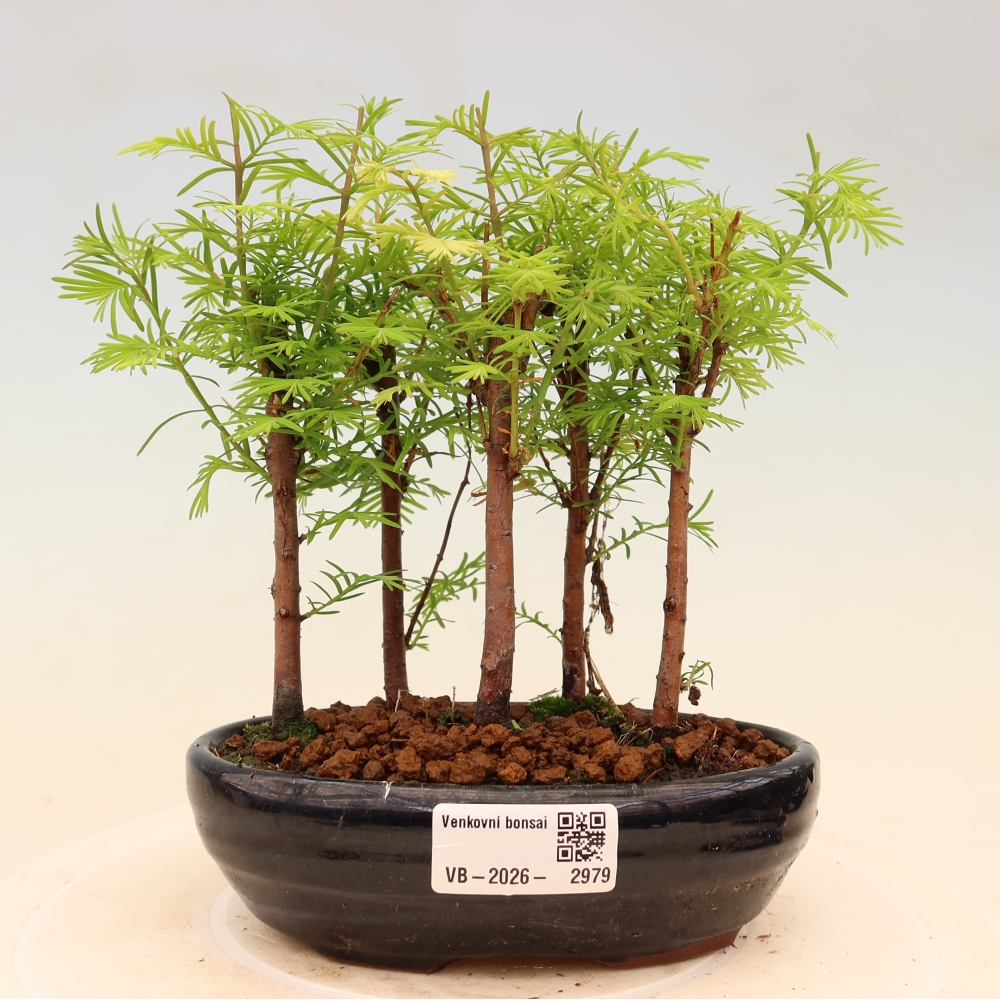 Bonsai für den Außenbereich – Metasequoia glyptostroboides – Chinesische Metasequoia – Wäldchen