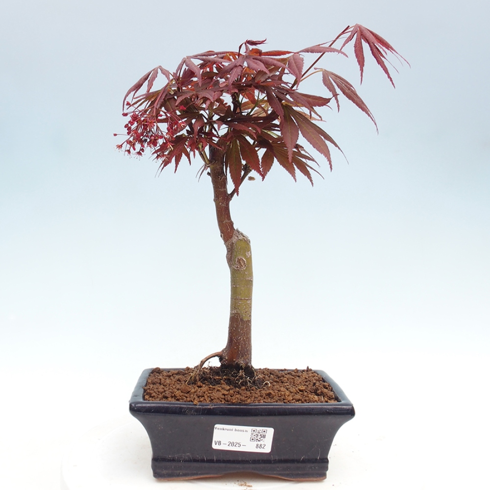 Bonsai im Freien - Acer-Palme. Atropurpureum-Palmenblatt-Ahorn