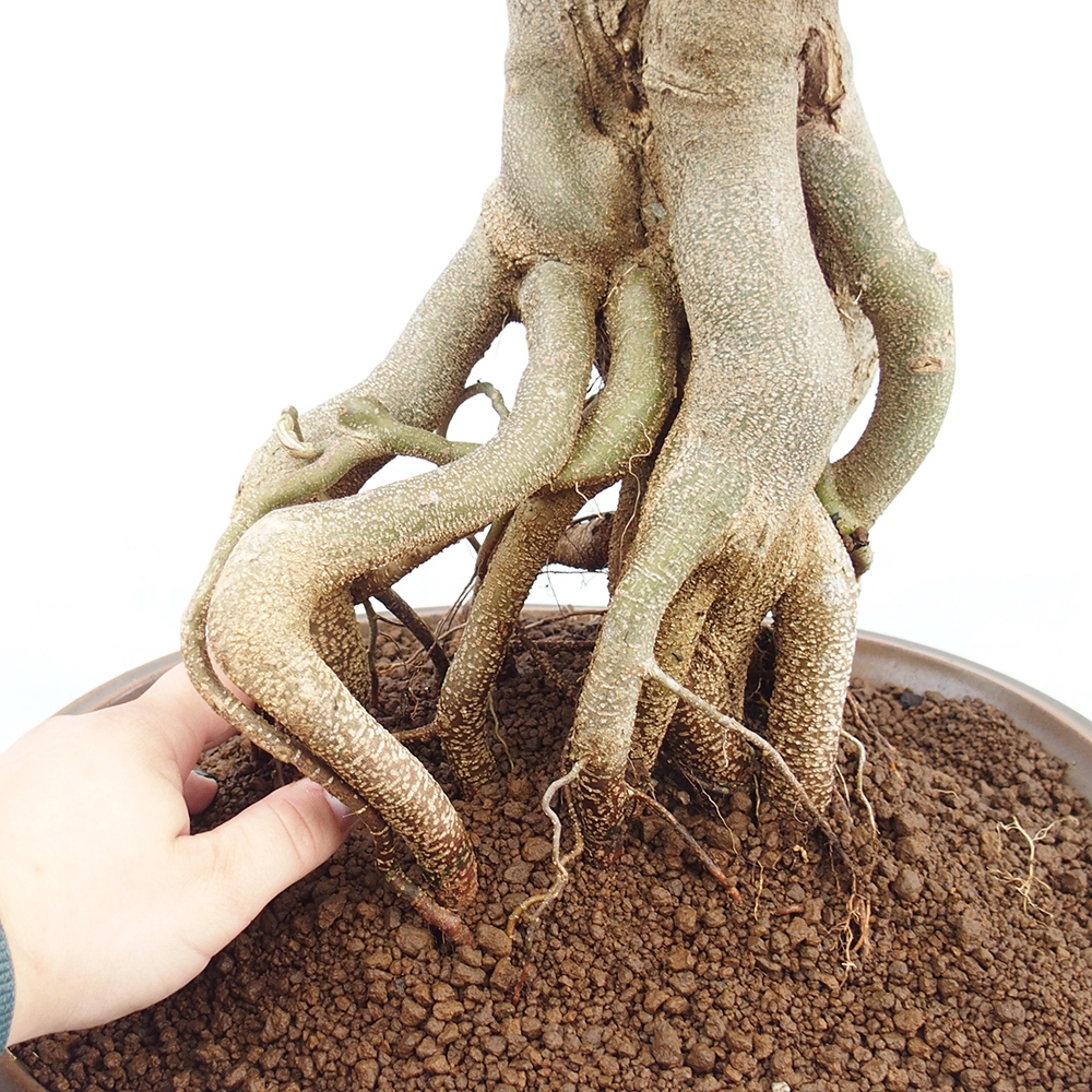 Bonsai im Freien - Ahorn Buergerianum - Burger Maple