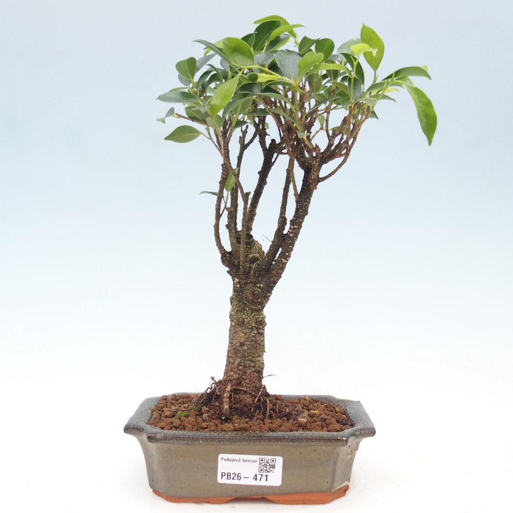 Zimmerbonsai - Ficus retusa - Kleinblättriger Ficus