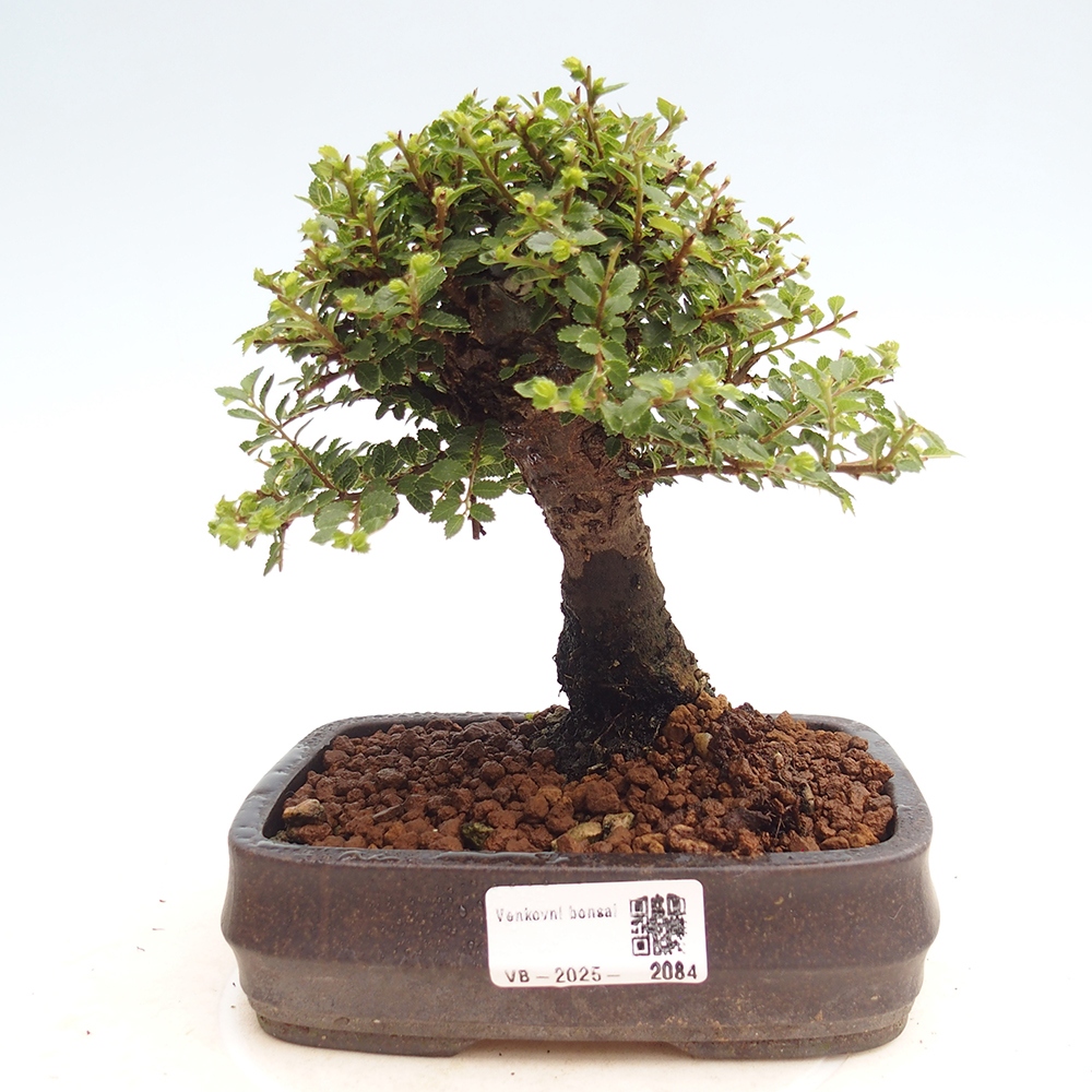 Bonsai im Freien - Ulmus parvifolia Hokkaido - Chinesische Ulme