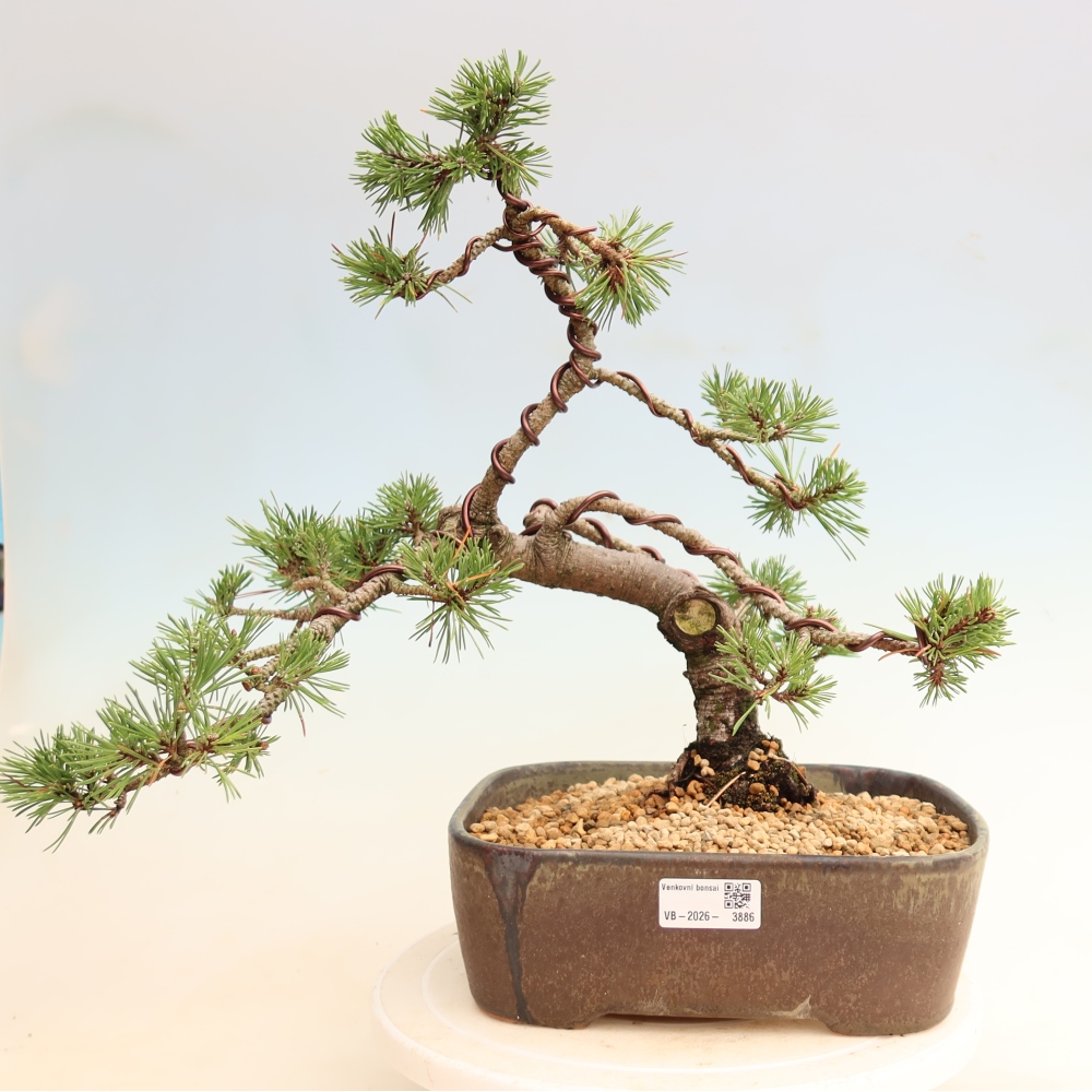 Bonsai für den Außenbereich – Pinus mugo Humpy – Zwergkiefer