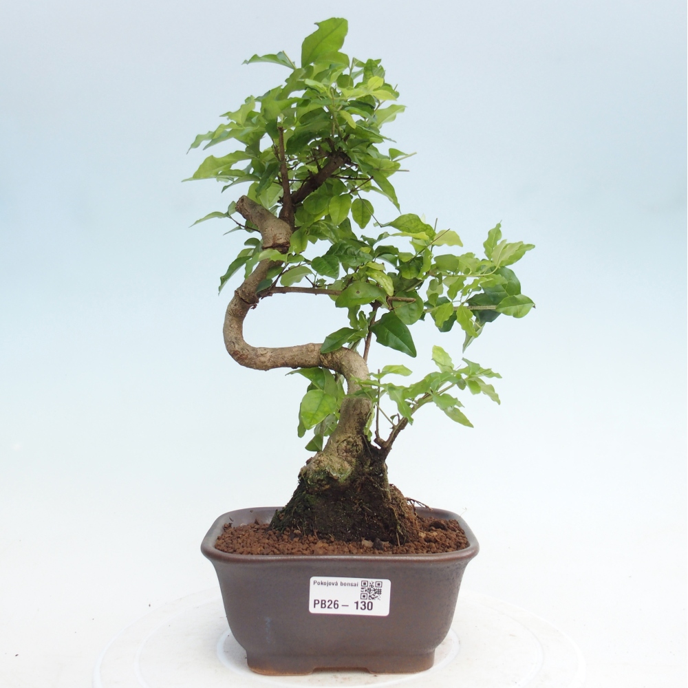 Zimmer Bonsai -Ligustrum chinensis - Vogelschnabel