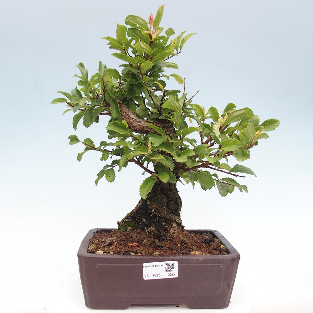 Bonsai im Freien - Zelkova - Zelkova serrata