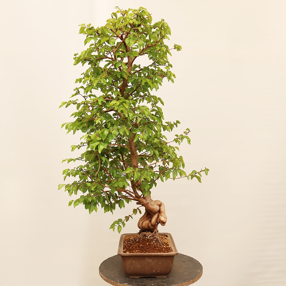 Bonsai im Freien - Carpinus Coreana - Koreanische Hainbuche