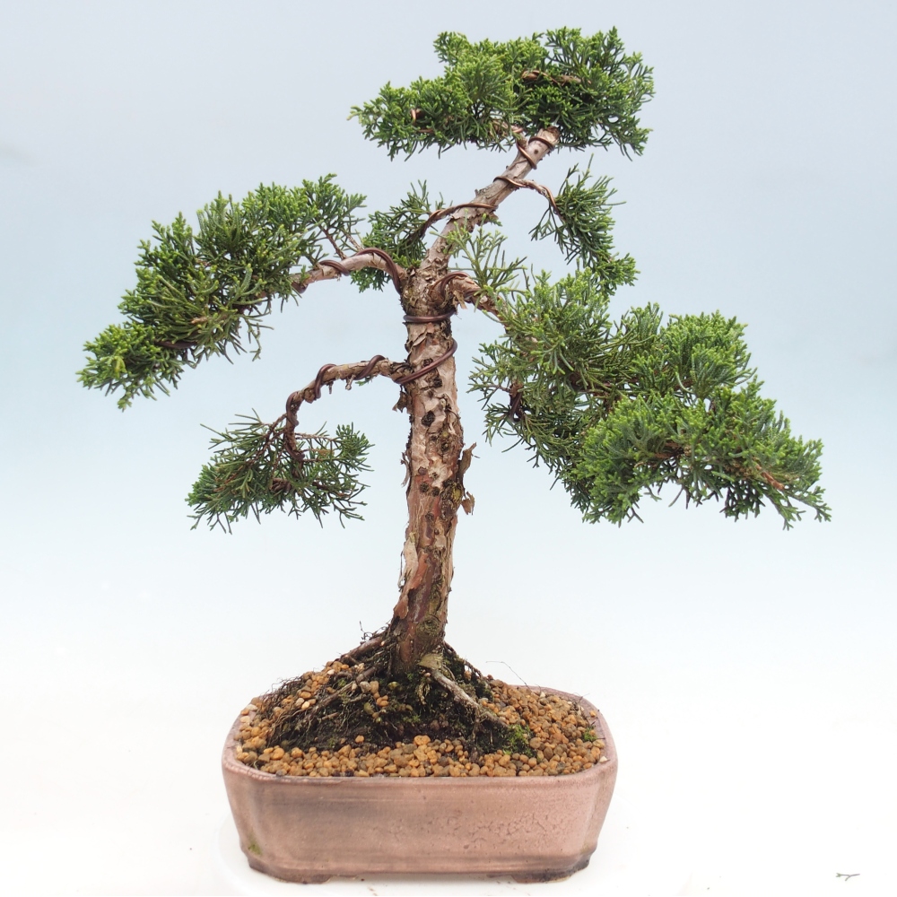 Bonsai für draußen - Juniperus chinensis Kishu
