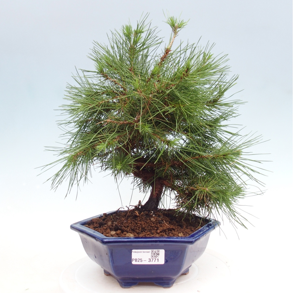 Zimmer Bonsai-Pinus halepensis-Kiefer von Aleppo