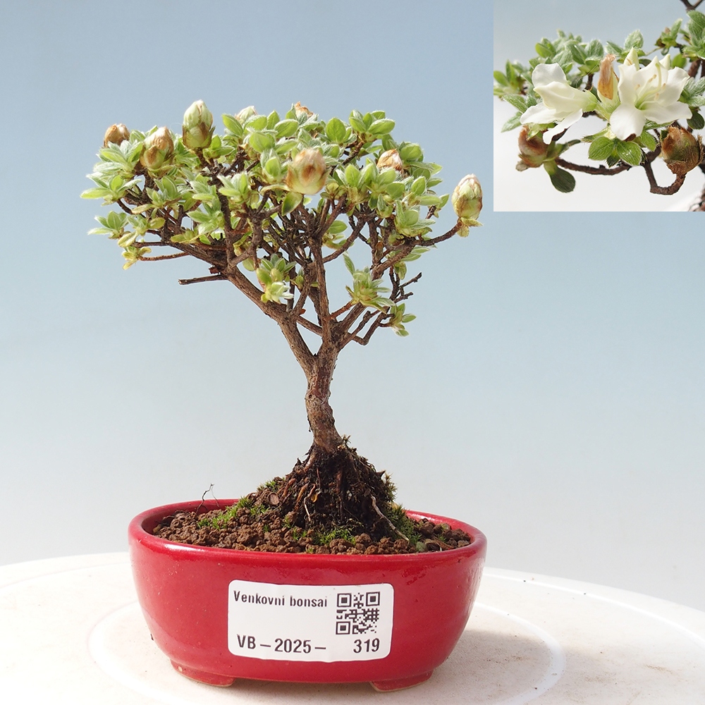 Outdoor-Bonsai - Rododendron indicum - Japanische Azalee