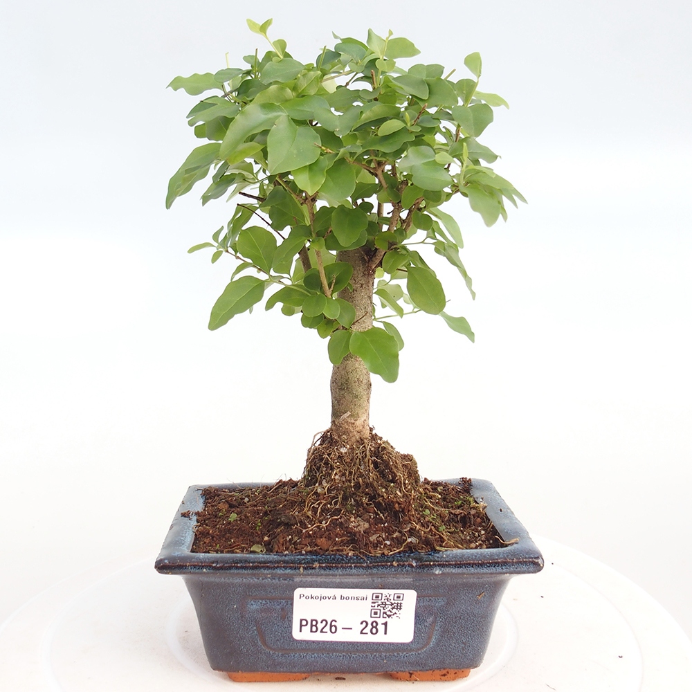 Zimmer Bonsai -Ligustrum chinensis - Vogelschnabel