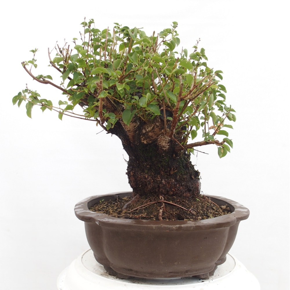 Bonsai im Freien - Mahalebka - Prunus mahaleb