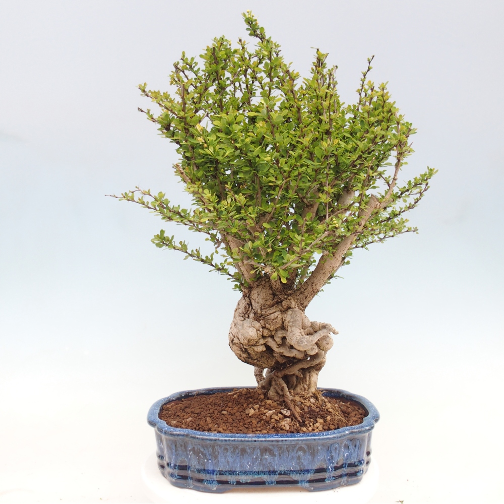 Bonsai für draußen - Berberis coreana