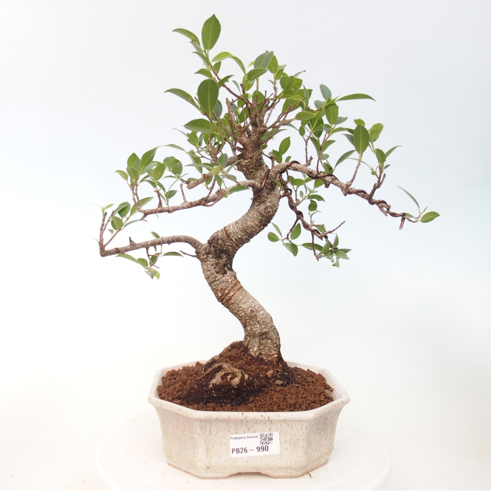 Zimmerbonsai - Ficus retusa - Kleinblättriger Ficus