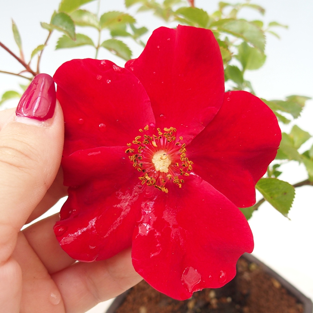 Freilandbonsai - Rosa Kordes -  Rose