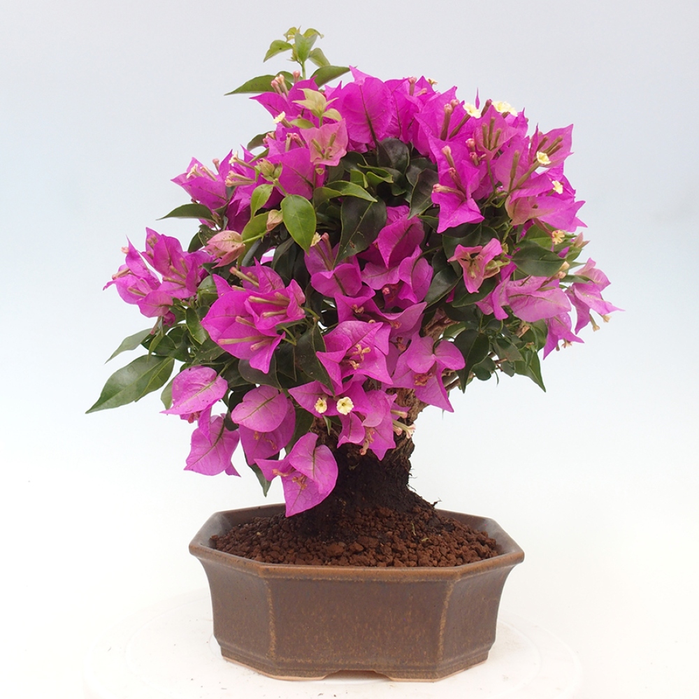 Indoor Bonsai - Bouganwilea