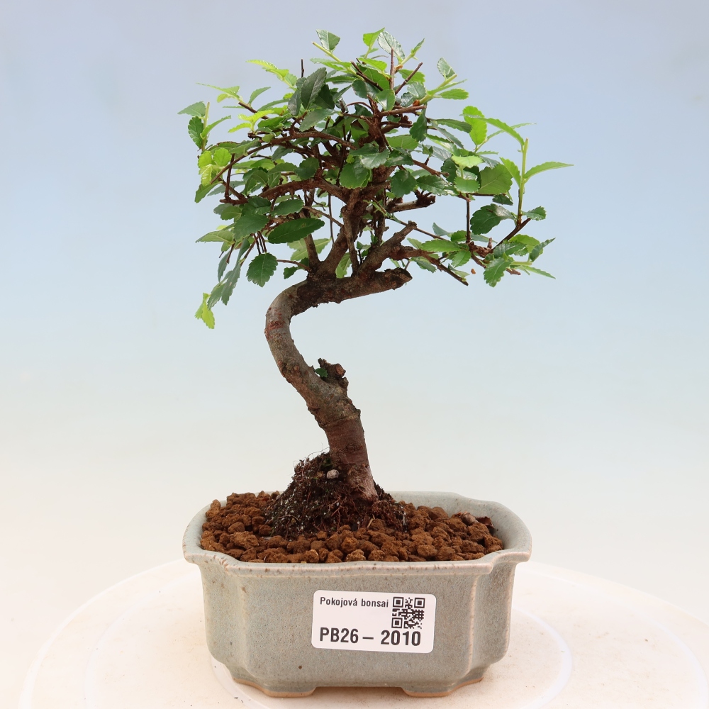 Zimmerbonsai - Ulmus parvifolia - Kleinblättrige Ulme