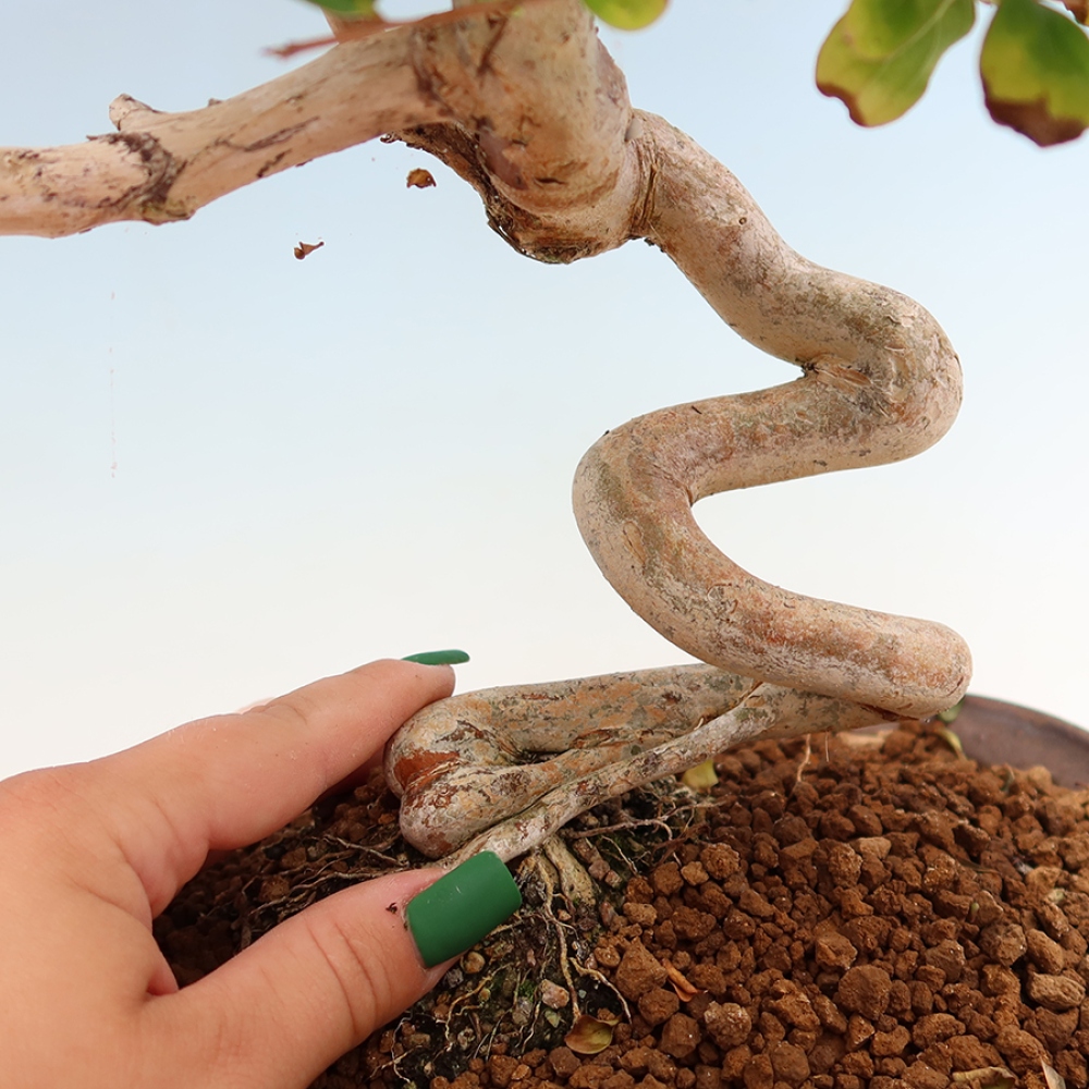 Zimmerbonsai – Lagerstroemia indica – Indischer Flieder