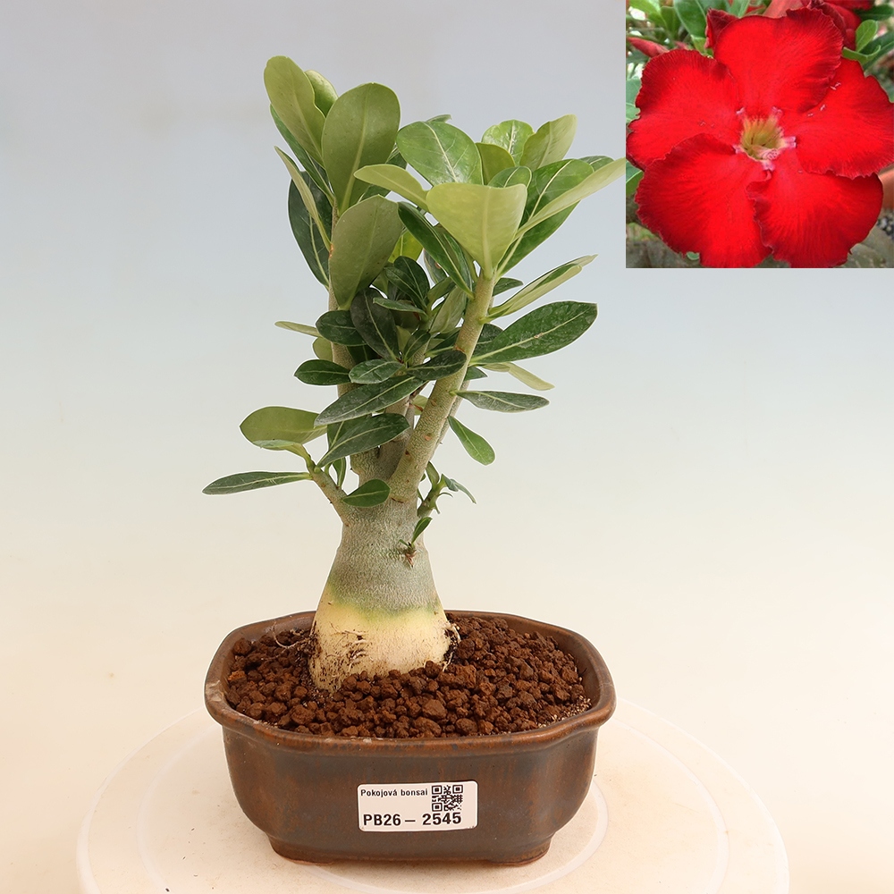 Zimmerbonsai – Adenium obesum „Red Star“ – Wüstenrose