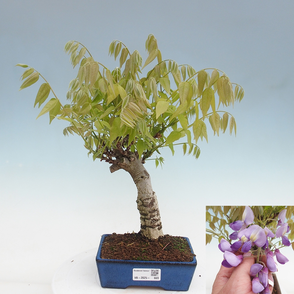 Bonsai im Freien - Wisteria floribunda - Wisteria floribunda