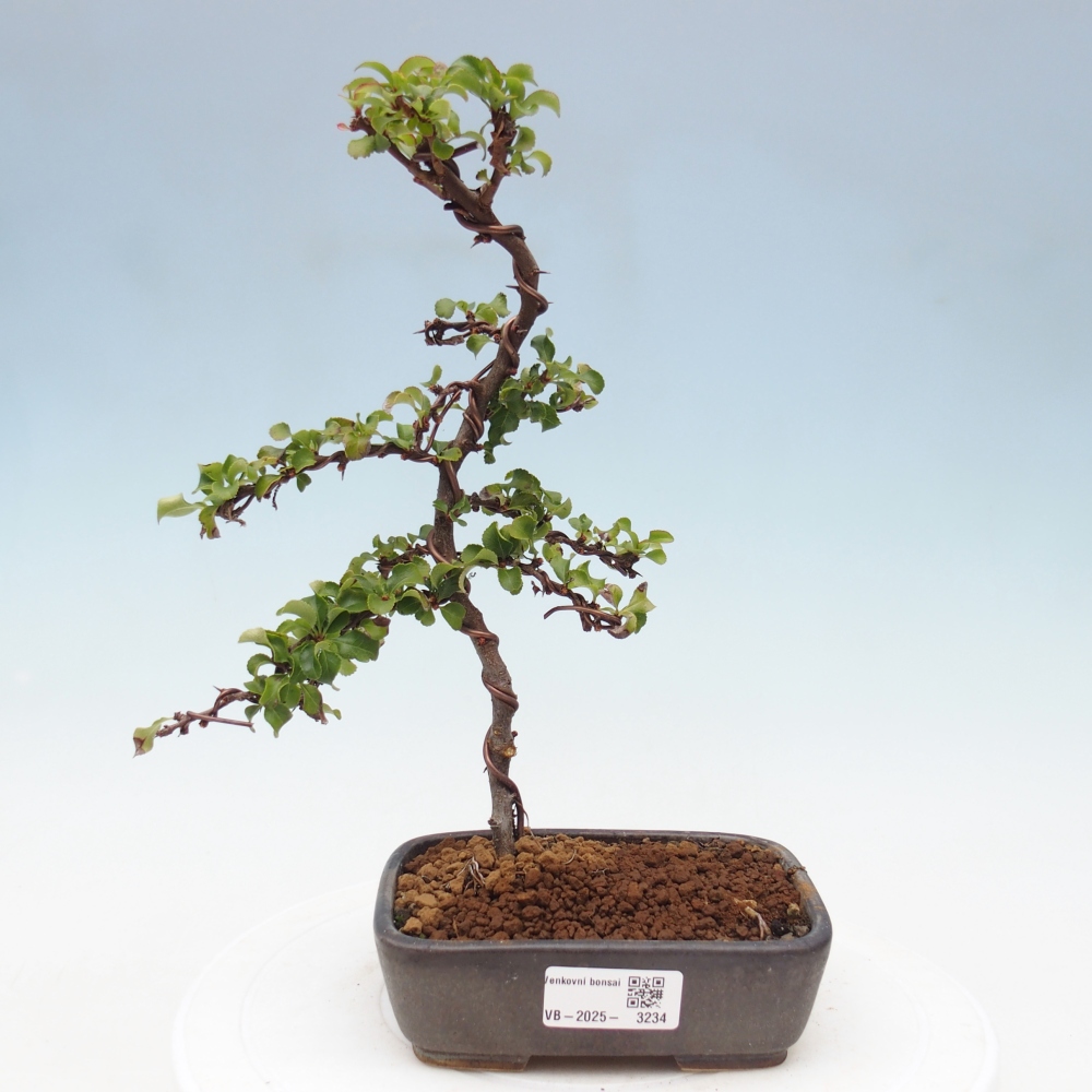 Außen Bonsai - Chaenomeles mit Red Joy -. Quitte